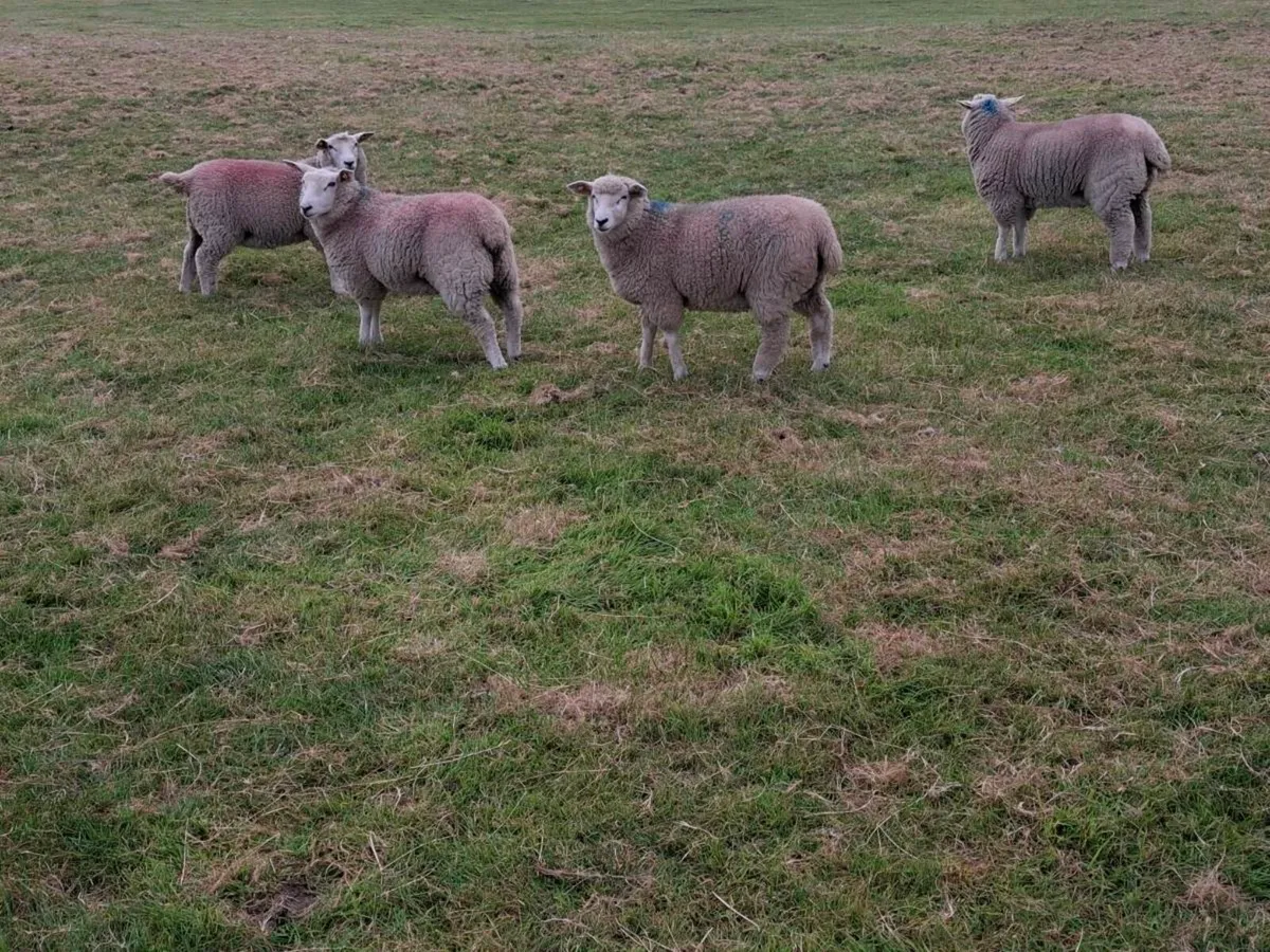 Galway Purebred Registered Ewe lambs - Image 1