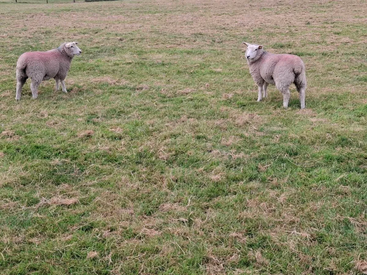 Galway Purebred Registered Ewe lambs - Image 3