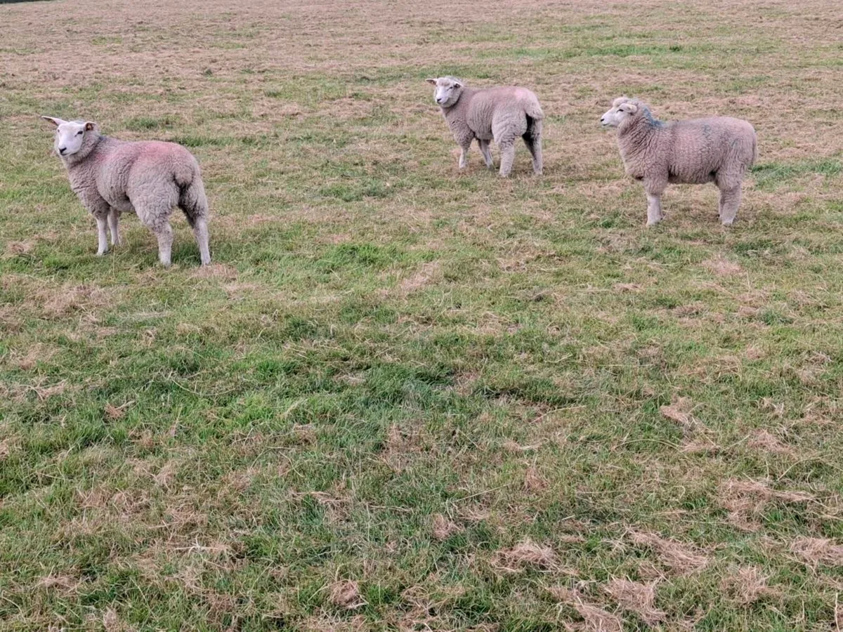 Galway Purebred Registered Ewe lambs - Image 4