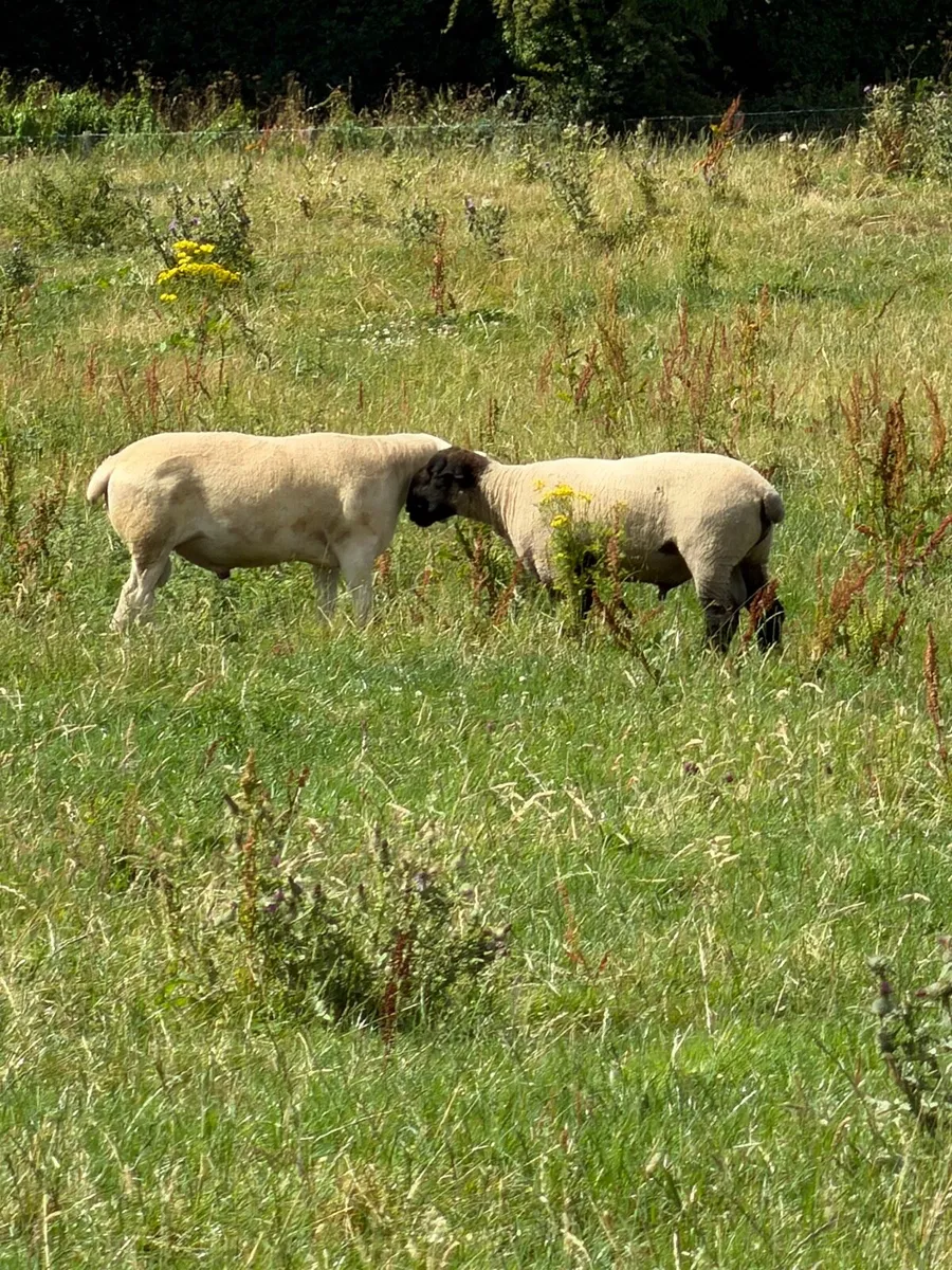 Pure bred hogget rams - Image 3