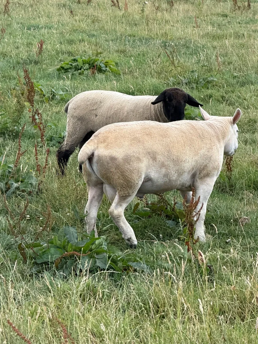 Pure bred hogget rams - Image 1
