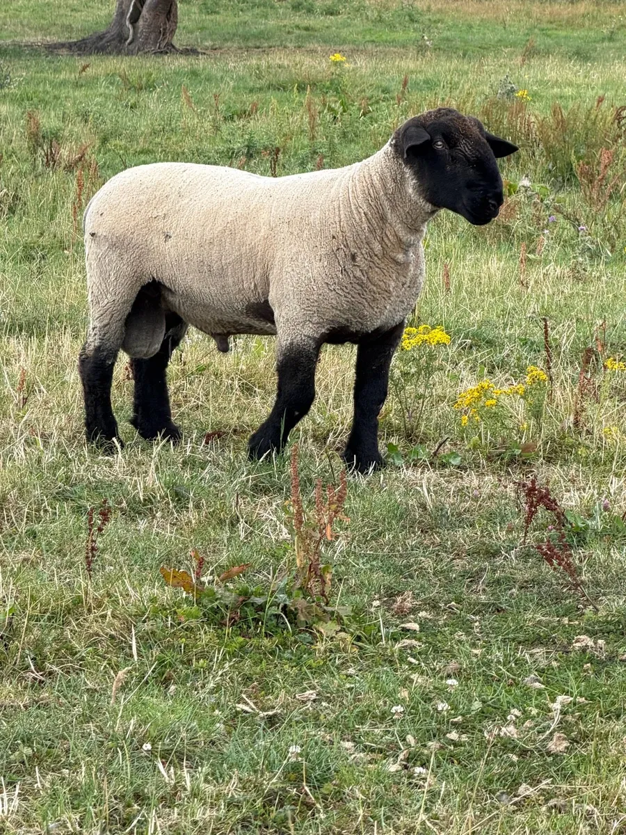 Pure bred hogget rams - Image 2