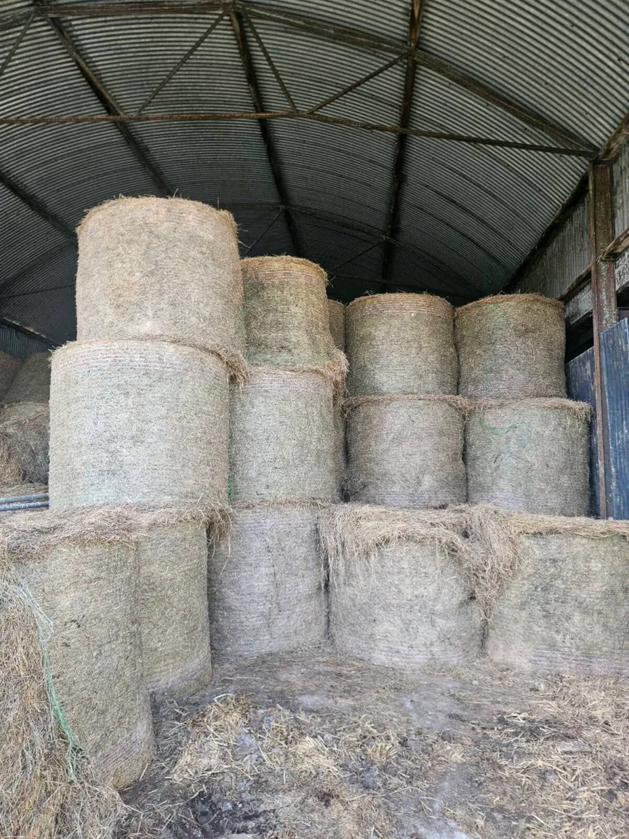 Hay