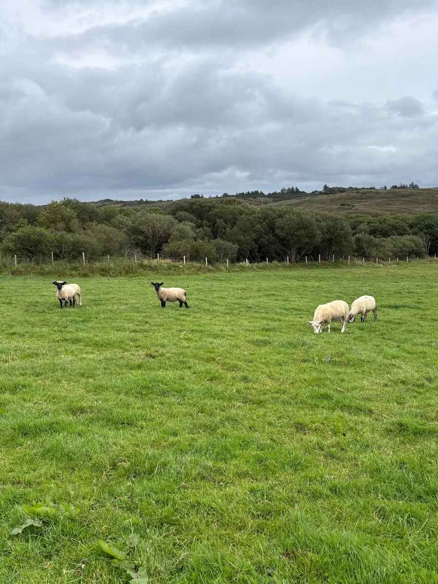 Hoggets - Image 4