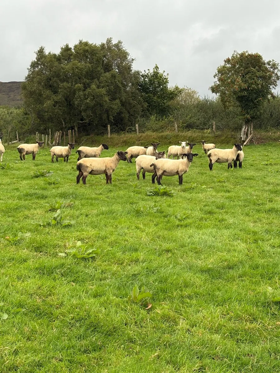 Hoggets - Image 1