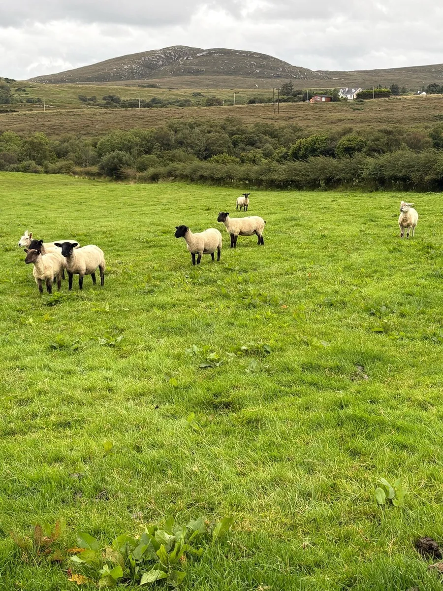 Hoggets - Image 2