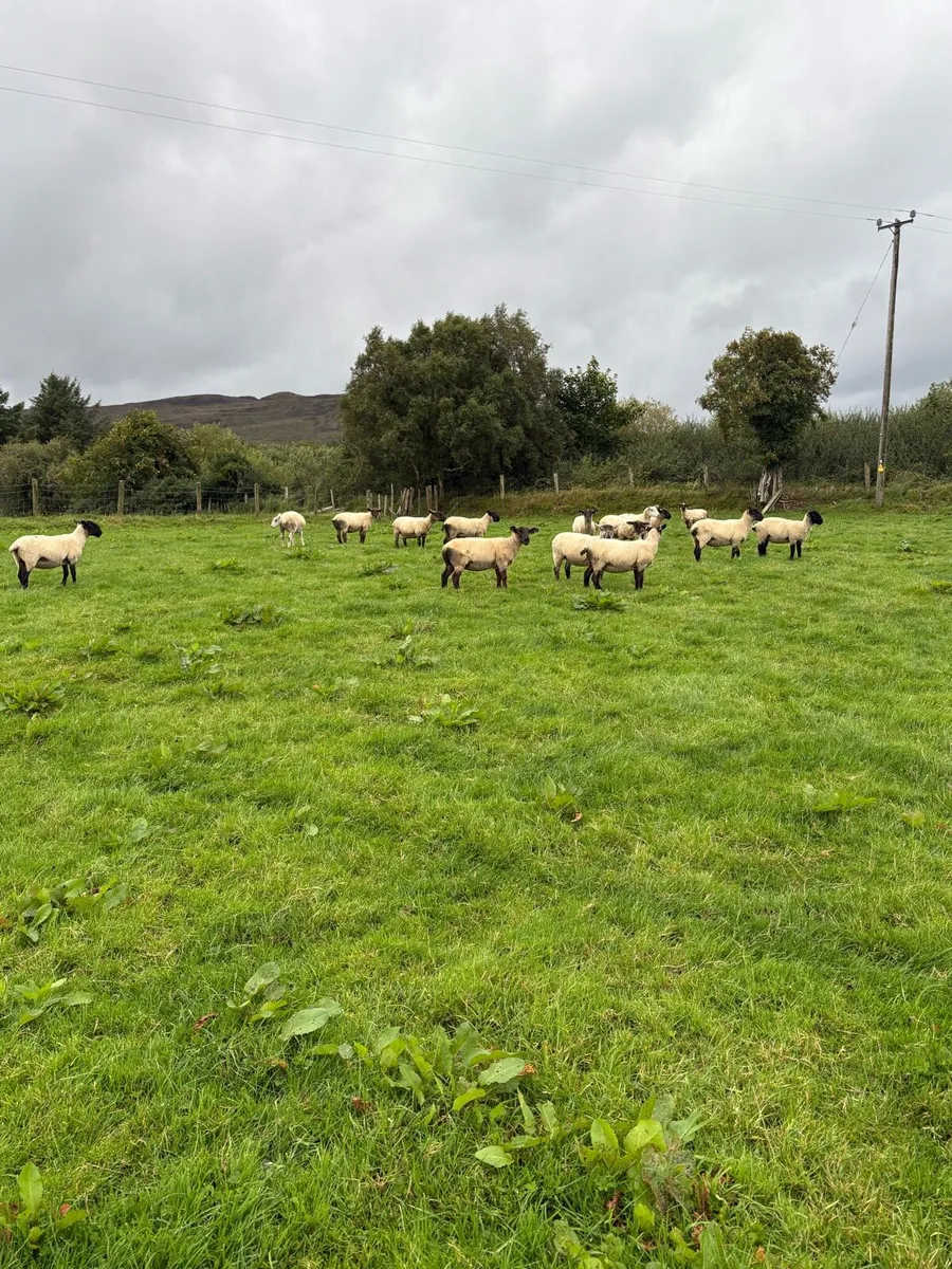 Hoggets - Image 3