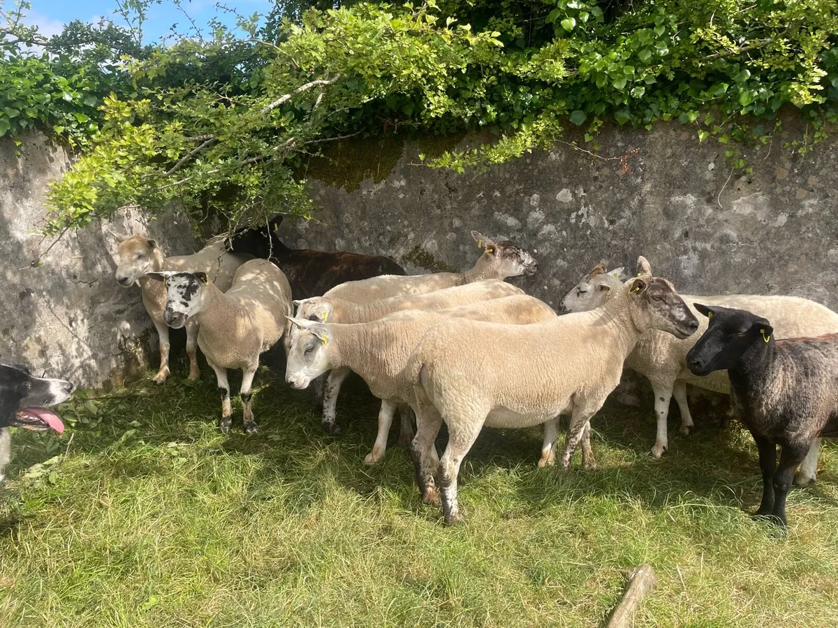 Hoggets - Image 1