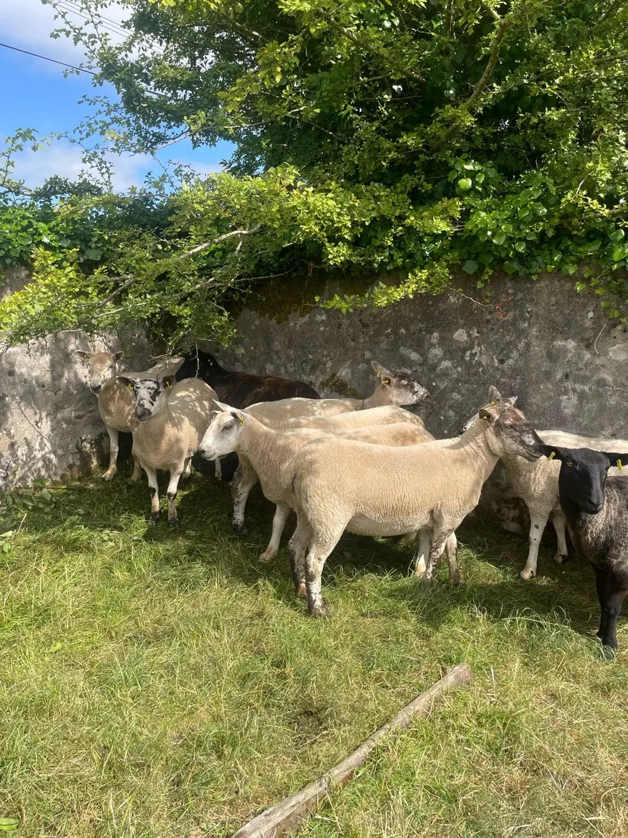 Hoggets - Image 2