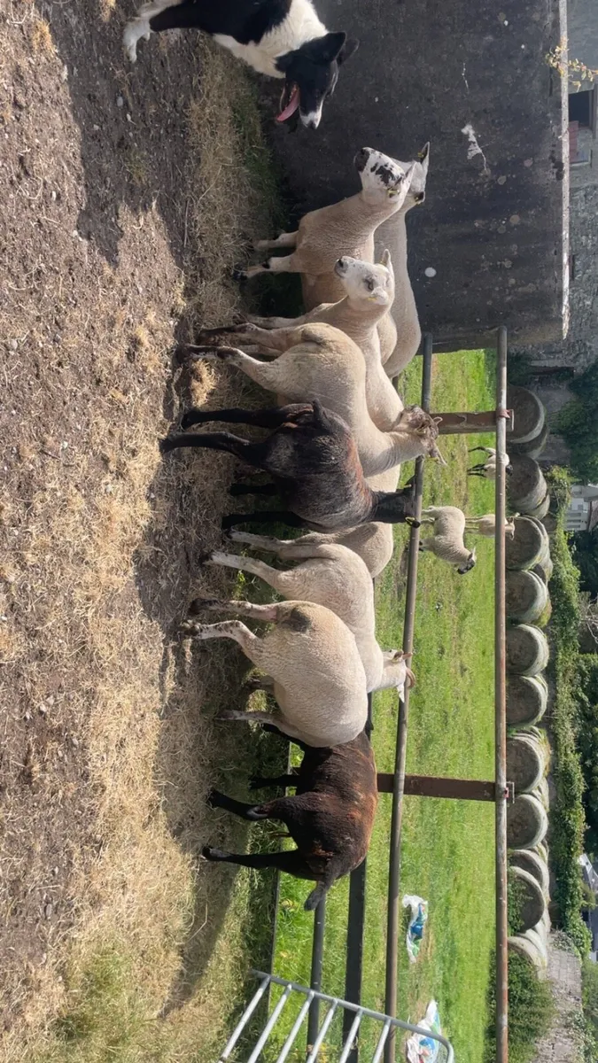 Hoggets - Image 4
