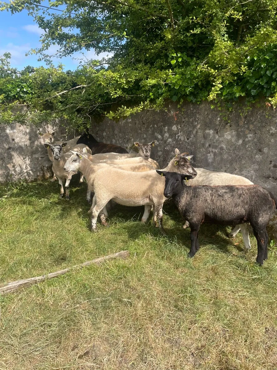 Hoggets - Image 3