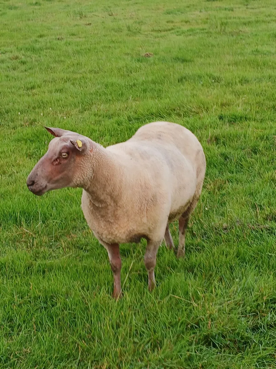 Sheep - Image 1