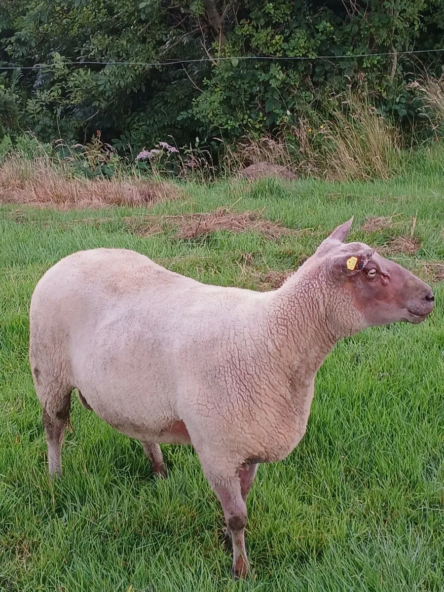Sheep - Image 3