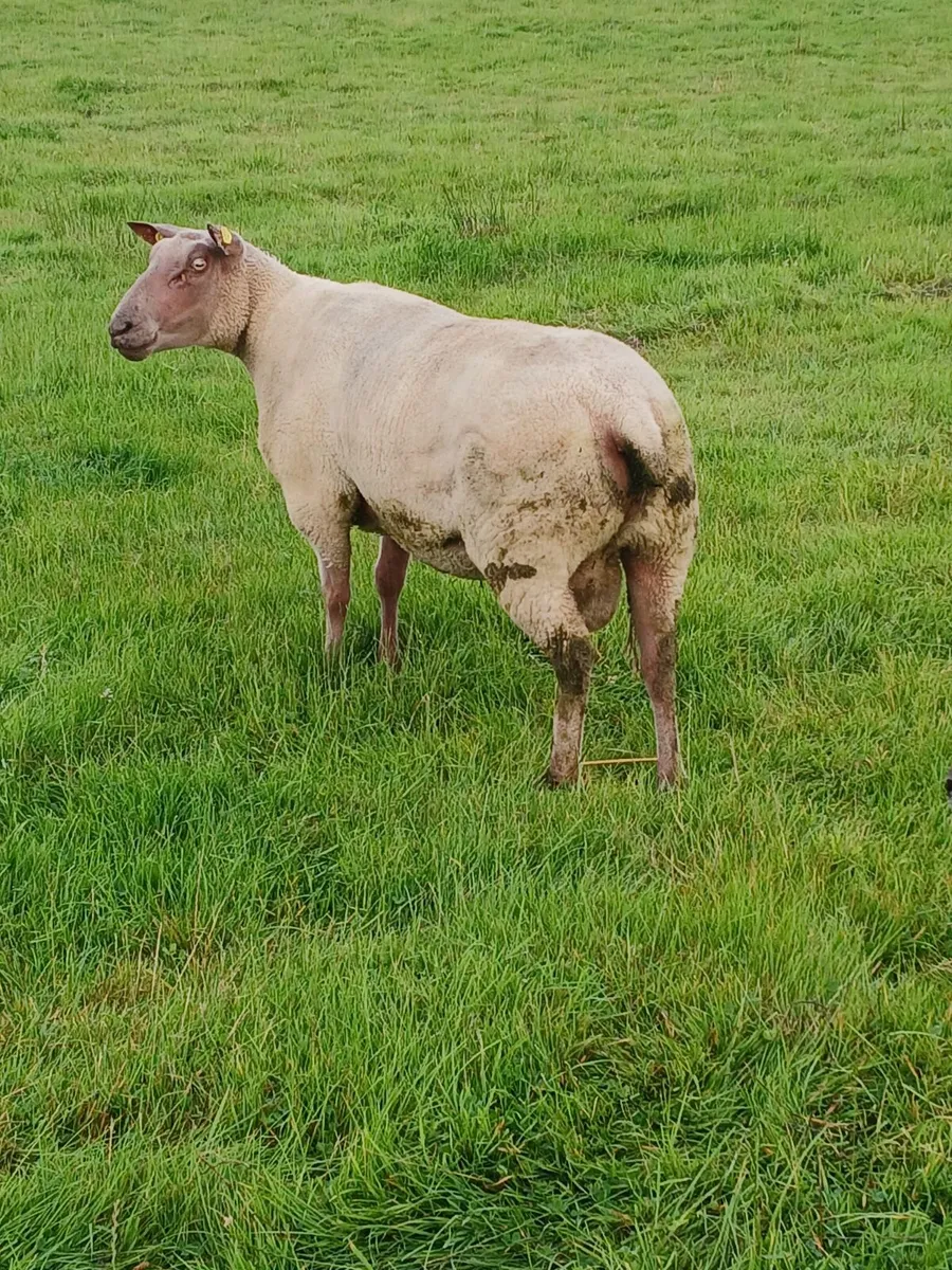 Sheep - Image 4