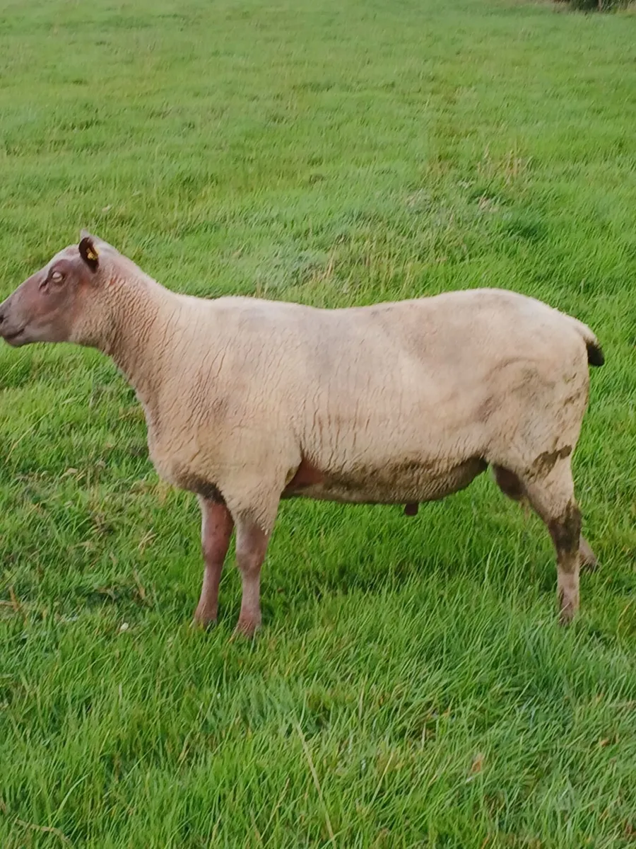 Sheep - Image 2