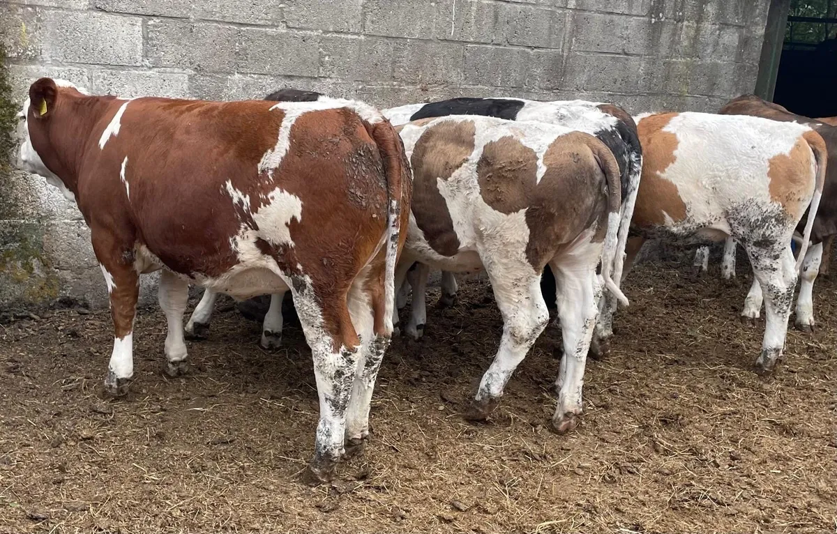 ⭐️ Simmental Heifer Weanlings ⭐️ - Image 2