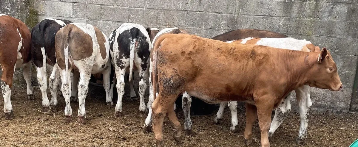 ⭐️ Simmental Heifer Weanlings ⭐️ - Image 3