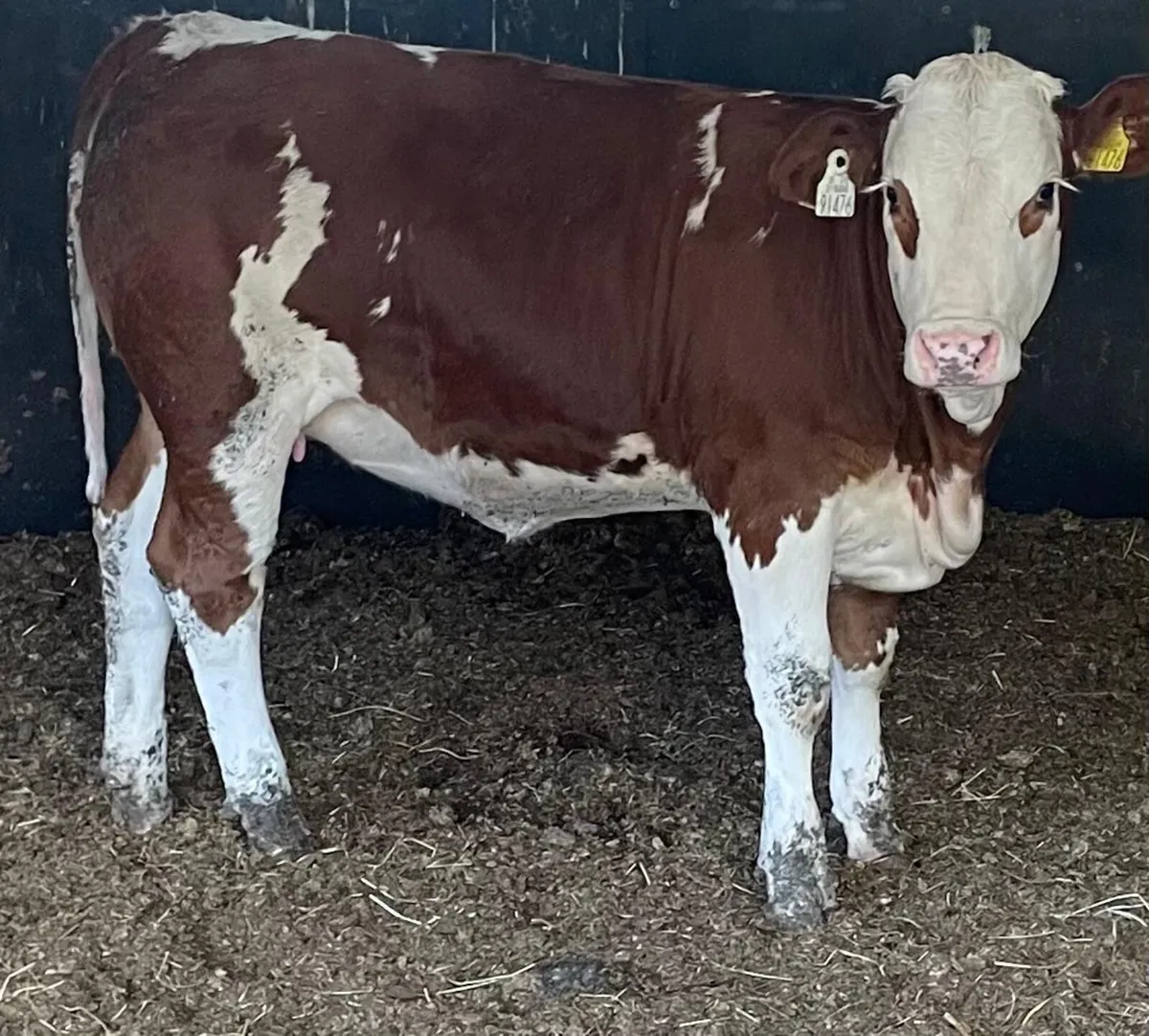 ⭐️ Simmental Heifer Weanlings ⭐️ - Image 4