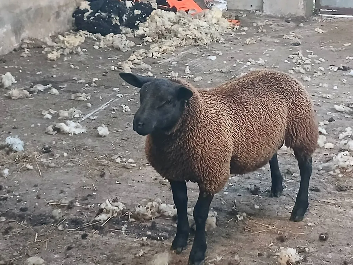 Rams and ewe lambs - Image 2