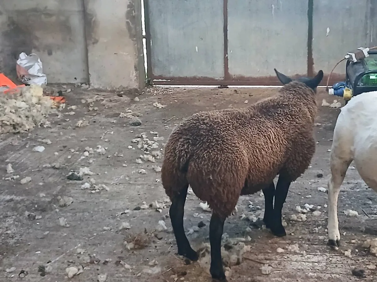 Rams and ewe lambs - Image 3