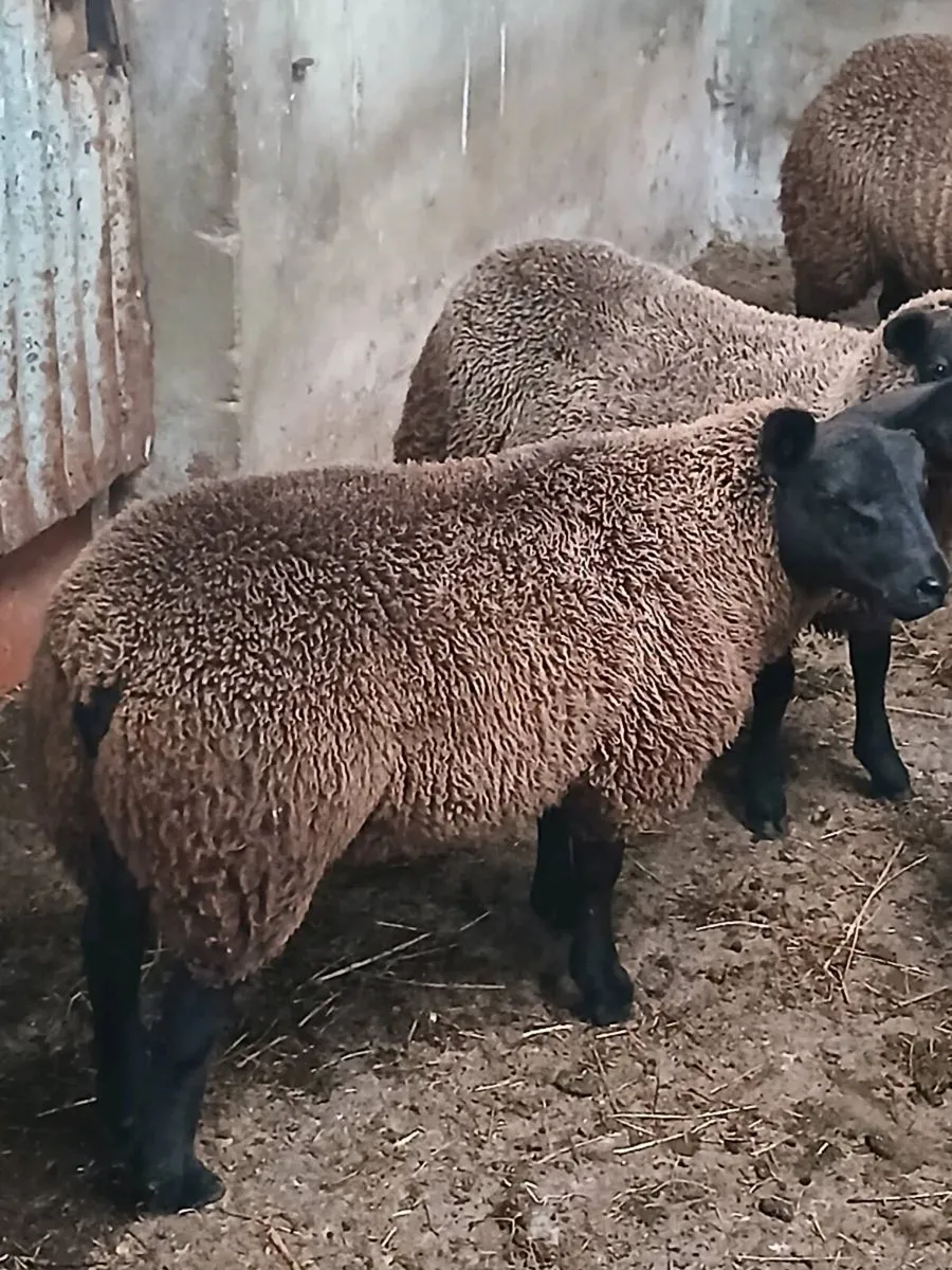 Rams and ewe lambs - Image 1