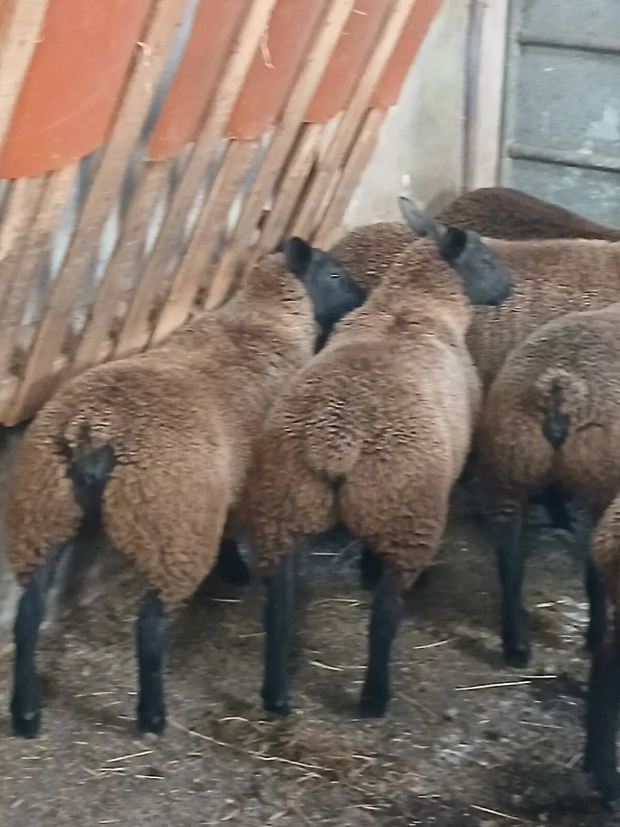Rams and ewe lambs - Image 4