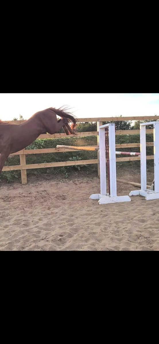 Foal - Image 2