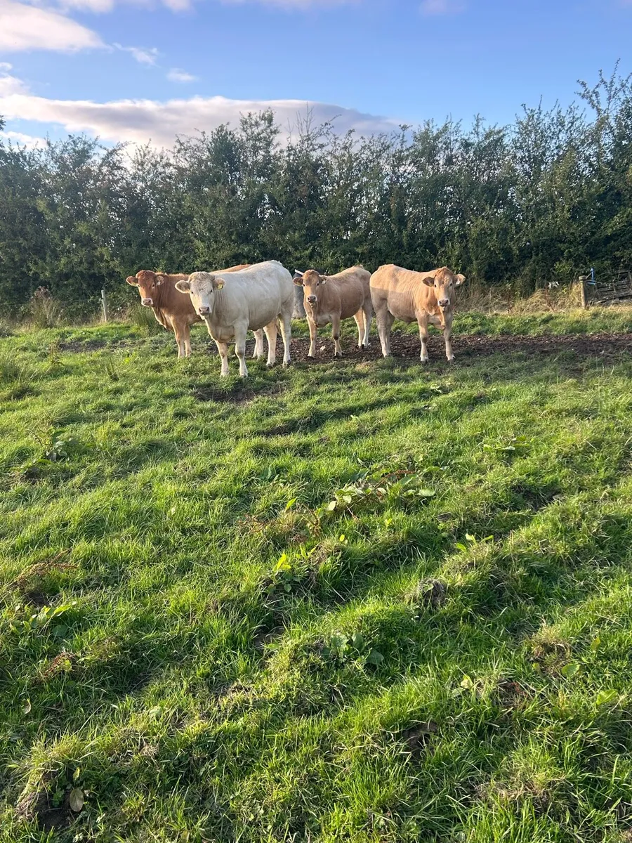 4 Blonde x heifers - Image 1