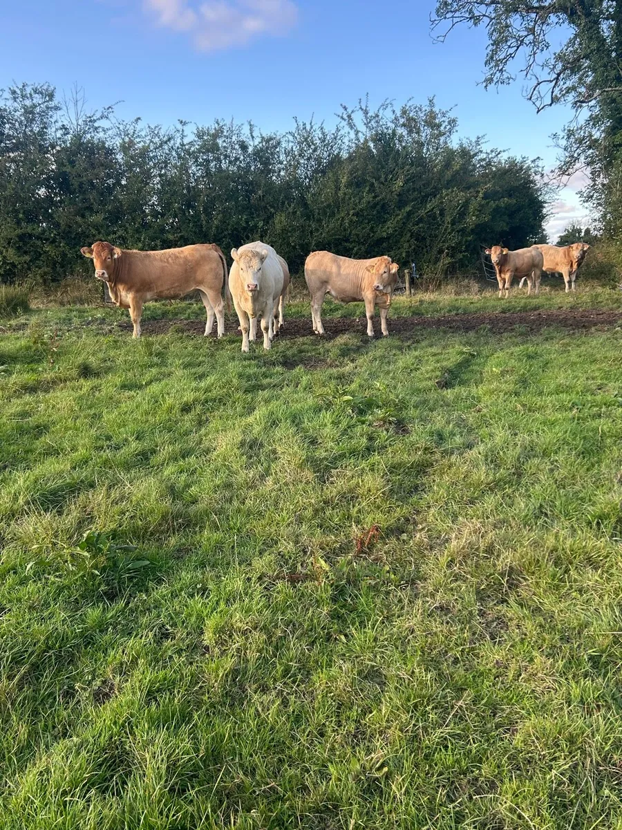 4 Blonde x heifers - Image 2