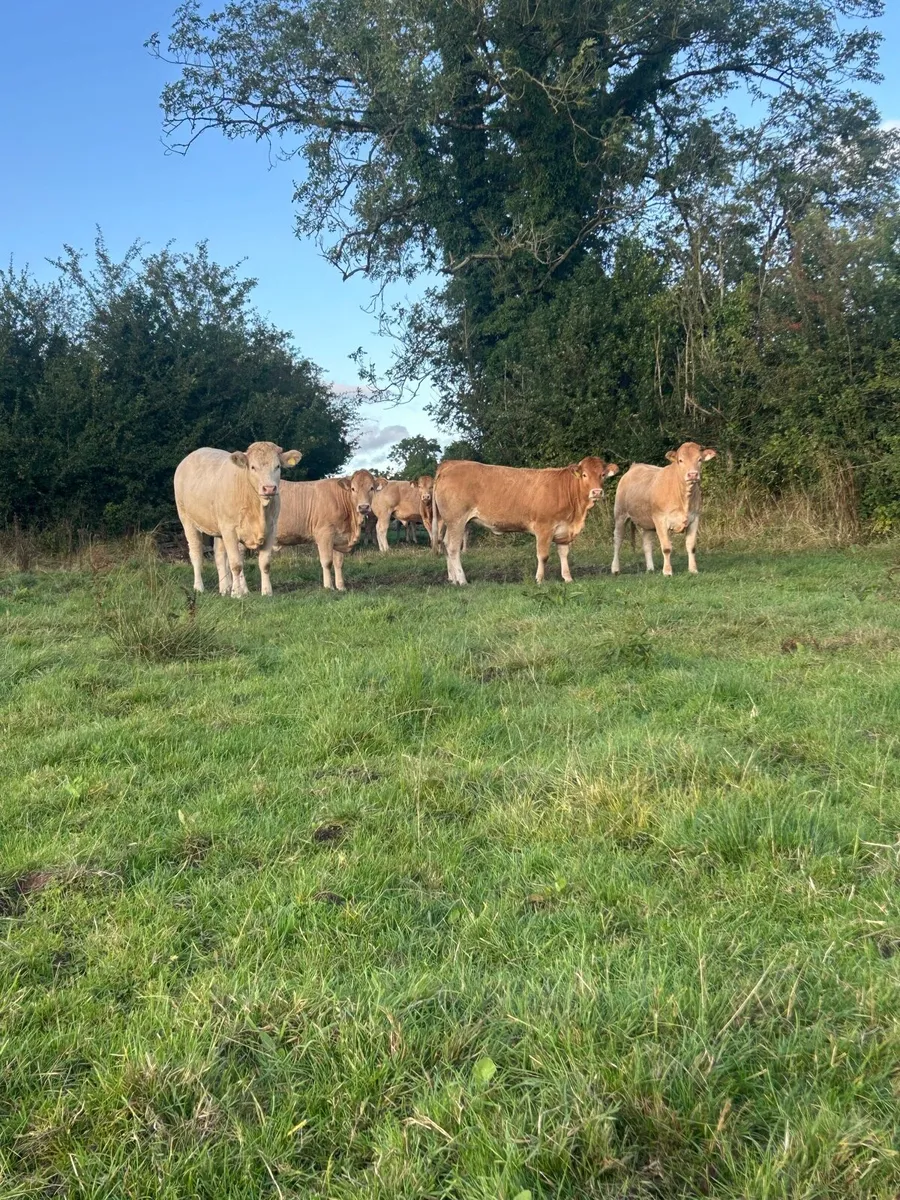 4 Blonde x heifers - Image 3