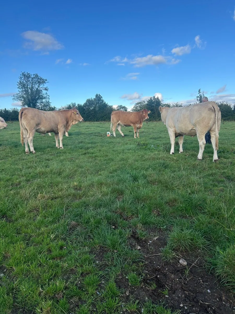 4 Blonde x heifers - Image 4