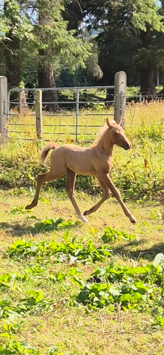 Foal - Image 3