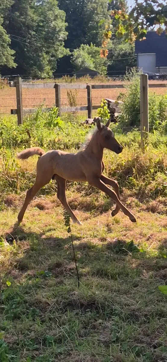 Foal - Image 4