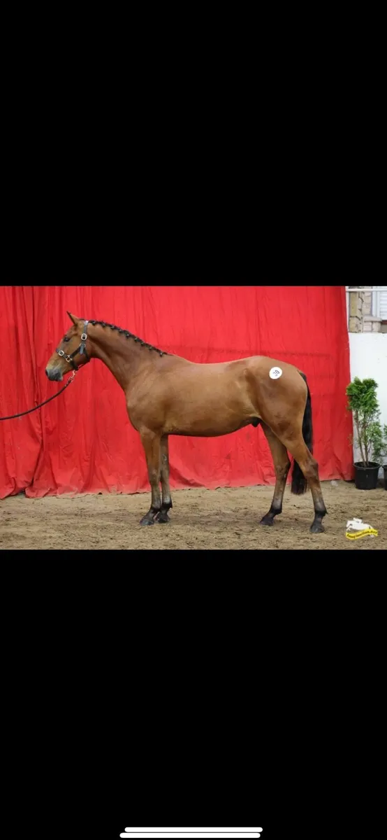 3 year old 15.2 future Small hunter - Image 3