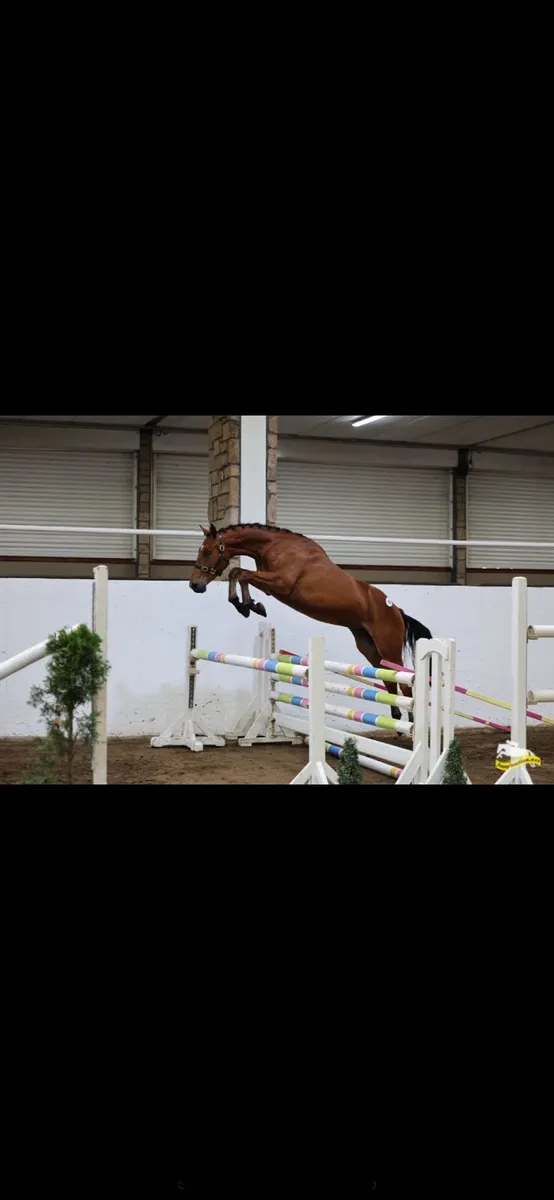 3 year old 15.2 future Small hunter - Image 1
