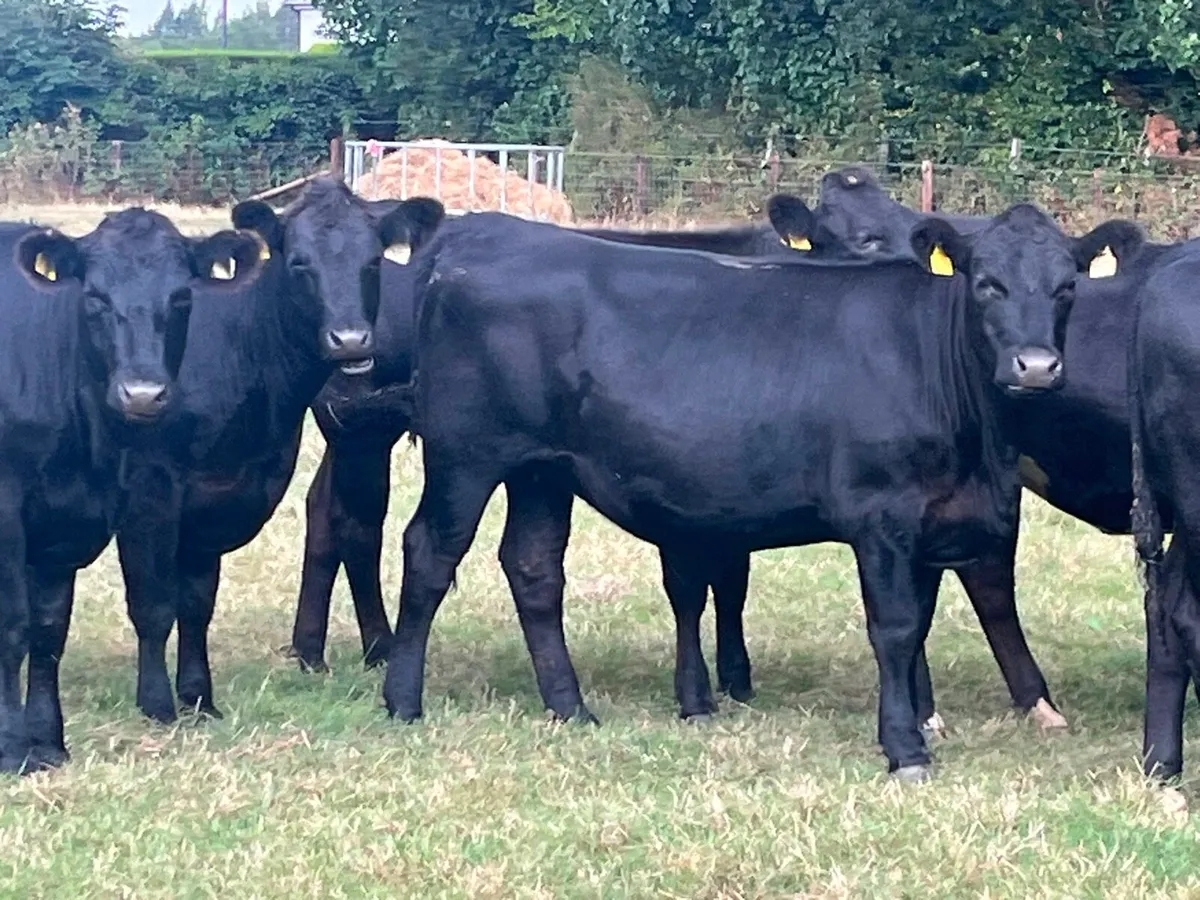 Store Heifers - Image 1