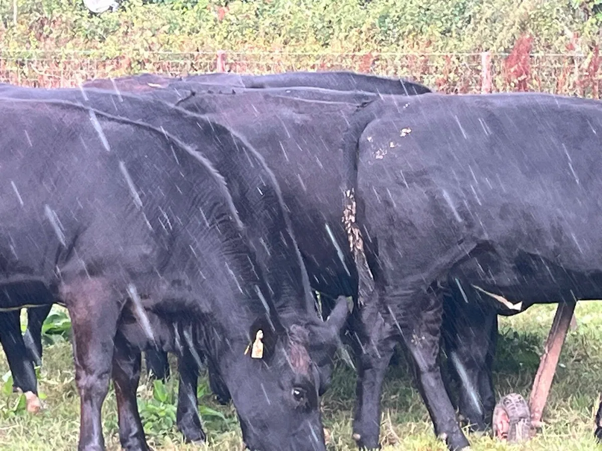 Store Heifers - Image 2
