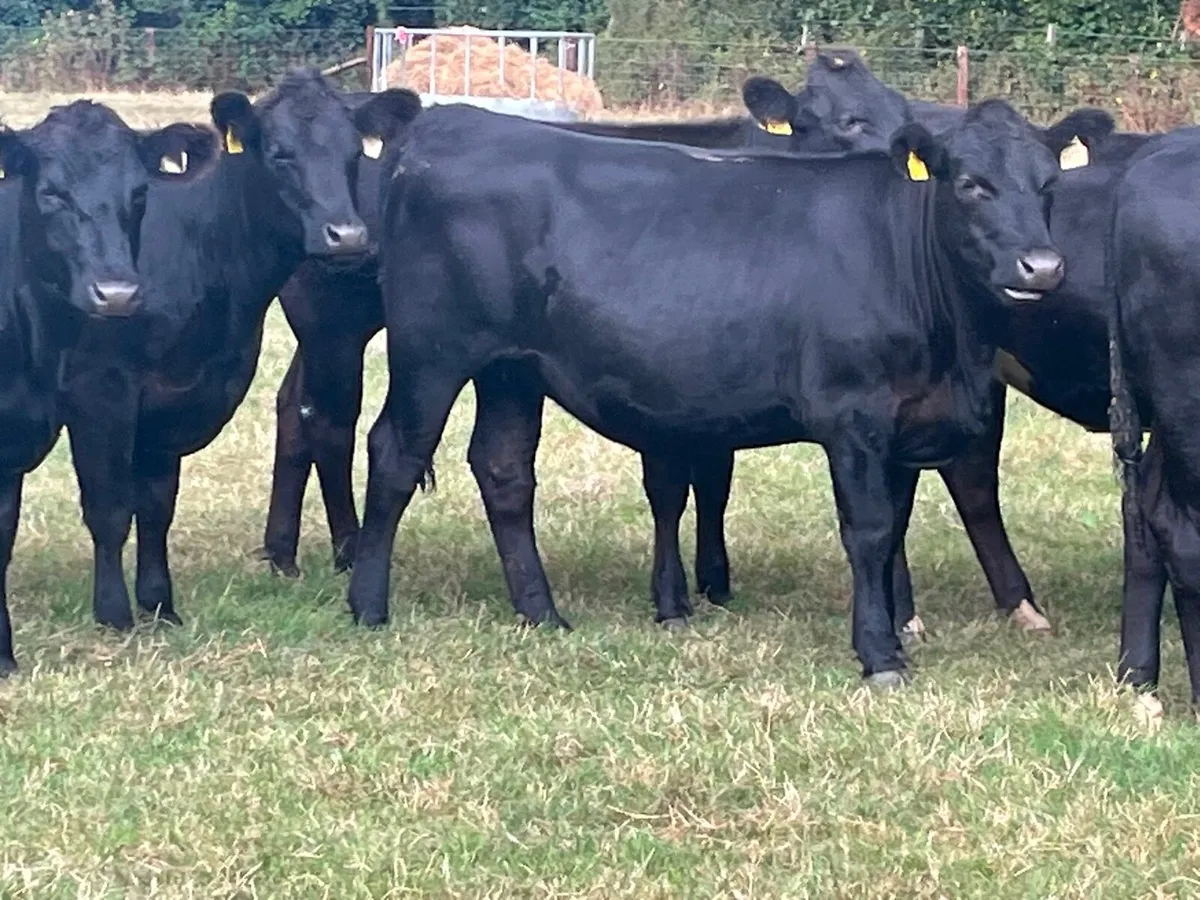 Store Heifers - Image 3