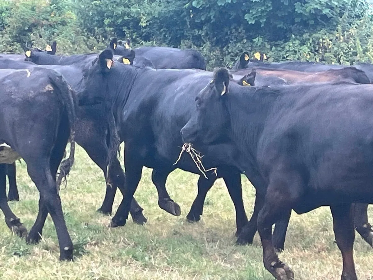 Store Heifers - Image 4