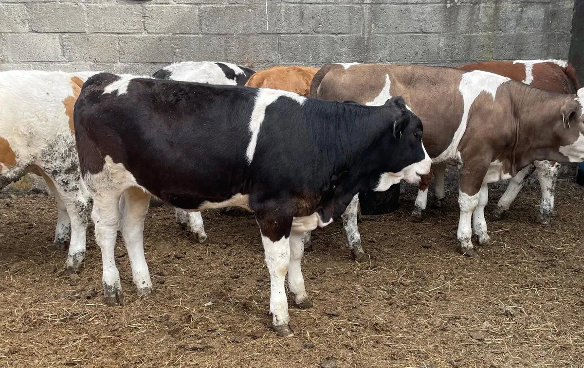 ⭐️ Simmental Heifer Weanlings ⭐️ - Image 1
