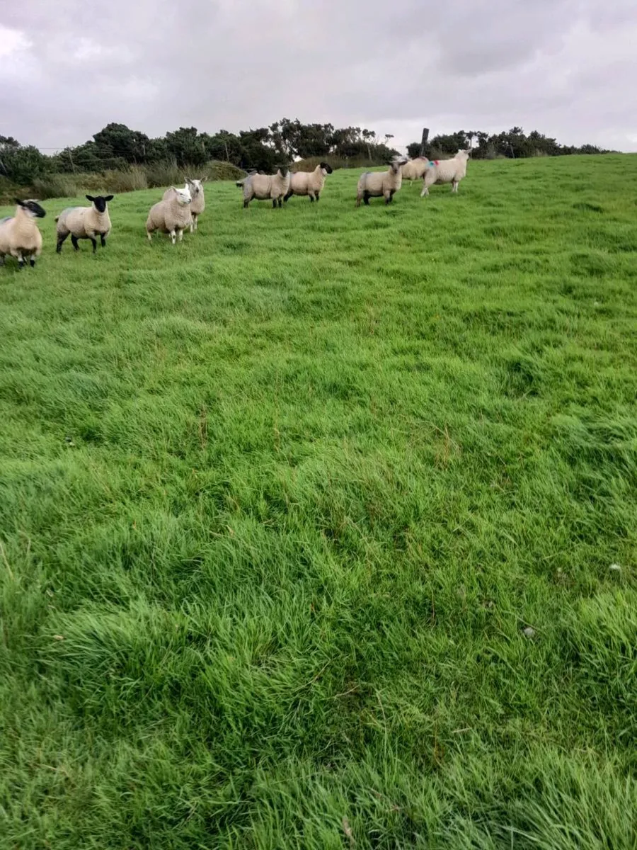 Ewe lambs for sale - Image 1