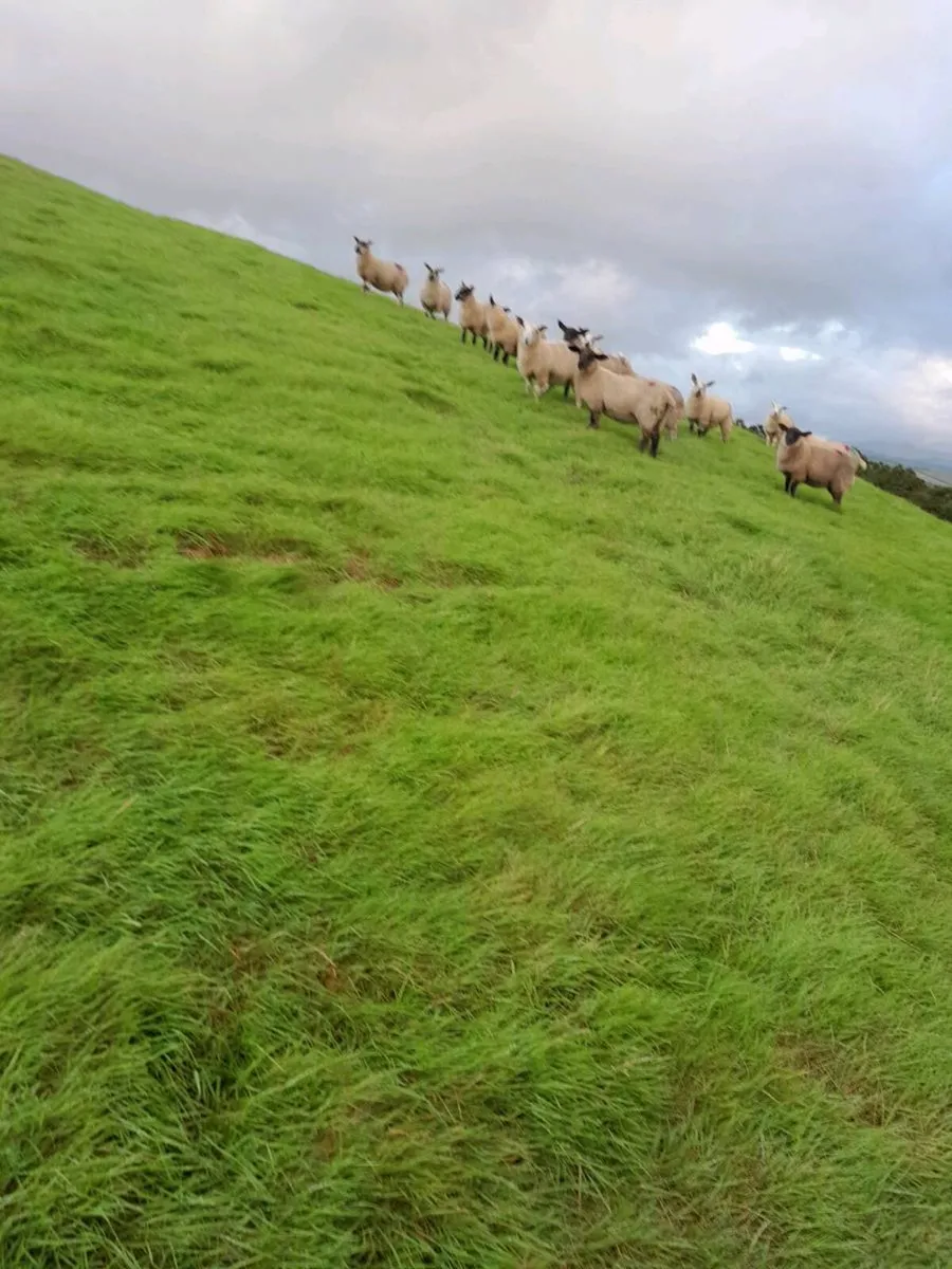 Ewe lambs for sale - Image 2