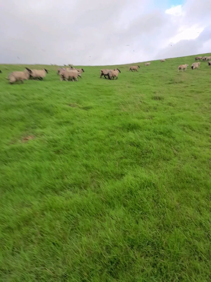 Ewe lambs for sale - Image 3