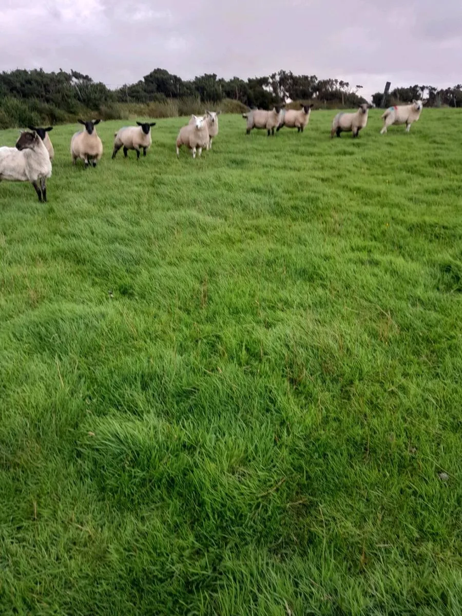 Ewe lambs for sale - Image 4