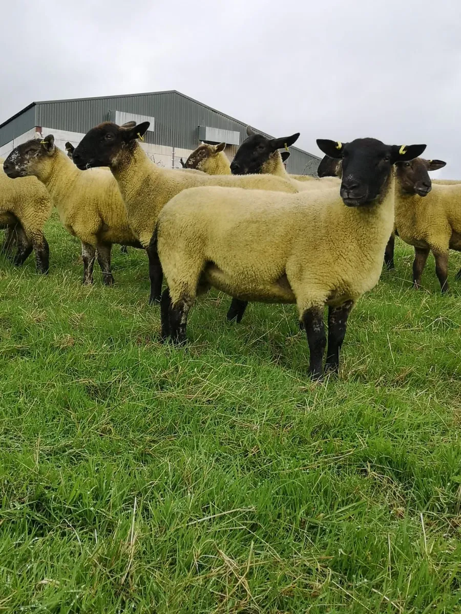 26 Suffolk Cheviot Hogget Ewes - Image 1