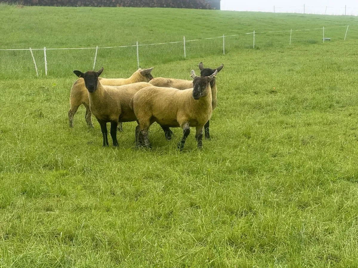 26 Suffolk Cheviot Hogget Ewes - Image 2