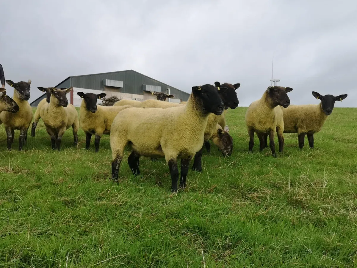 26 Suffolk Cheviot Hogget Ewes - Image 3