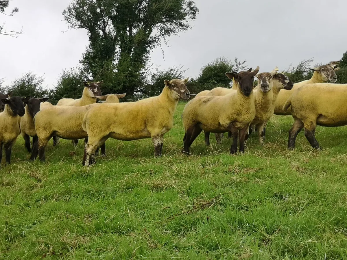26 Suffolk Cheviot Hogget Ewes - Image 4