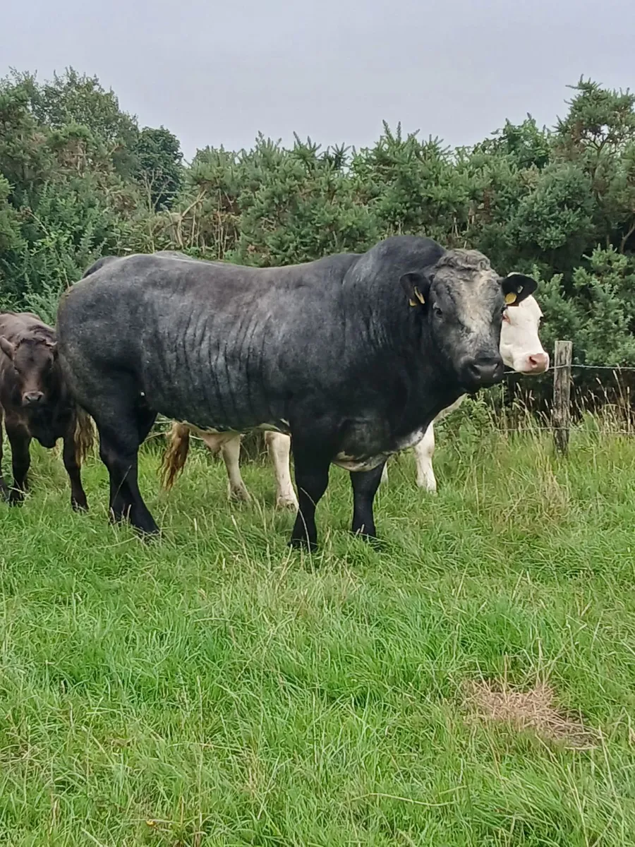 Hybrid blue bull - Image 1