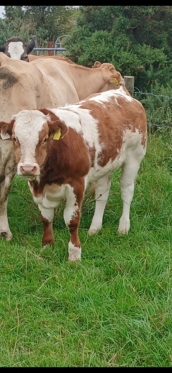 Hybrid blue bull - Image 2